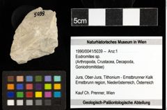 Foto (Objekt + Etiketten) von Eodromites sp. 